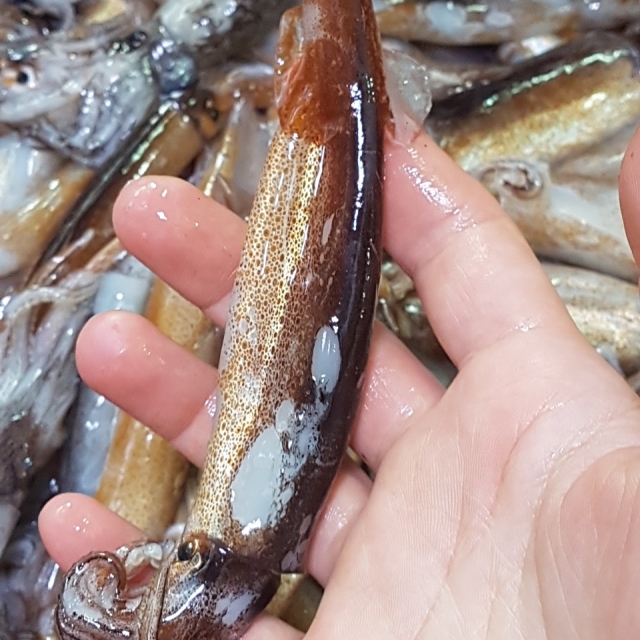 동해안 통찜 오징어 1kg (10미 내외)