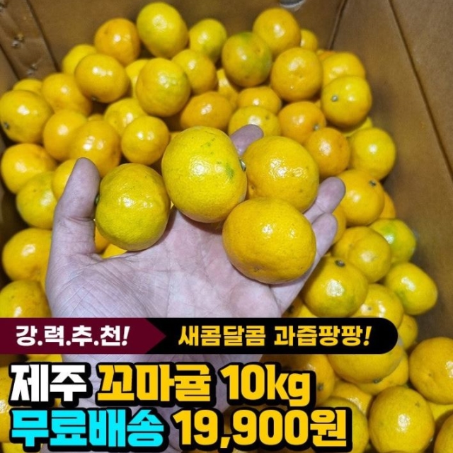 제주 꼬마귤 10kg (150과 내외)