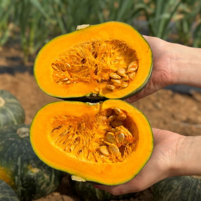 [초특가] 뉴질랜드 단호박 