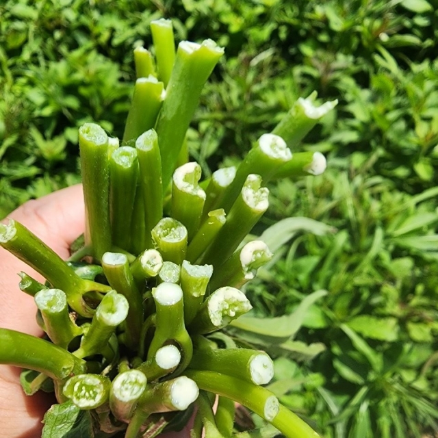 귀한 잔대순 (딱주) 1kg