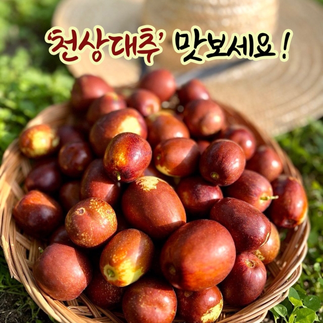 하늘이 내린 천상대추 