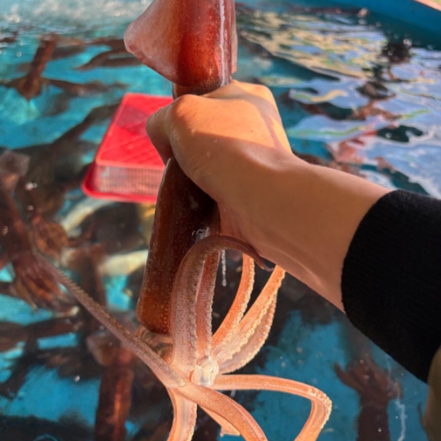 선상 급냉오징어 2-3미(750g내외)