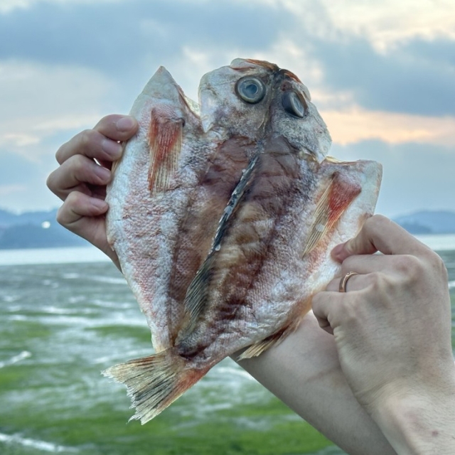 가거도 반건조 열기