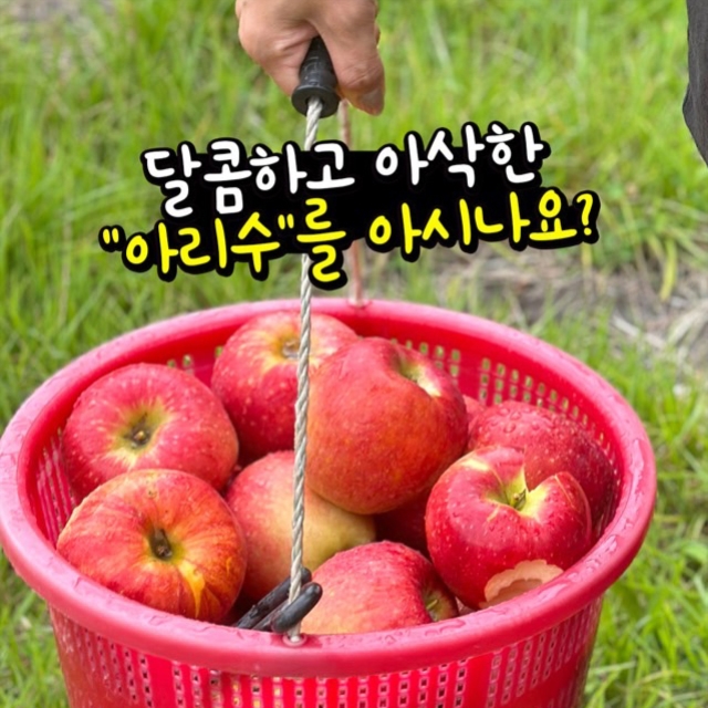 귀한 신품종 사과 아리수