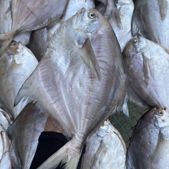 반건조 병어 4-5마리(1kg)