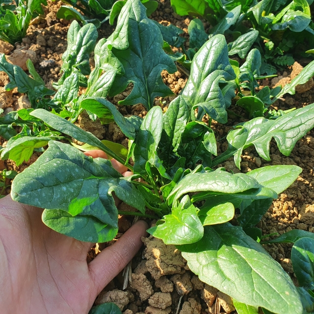 남해 노지 햇 시금치