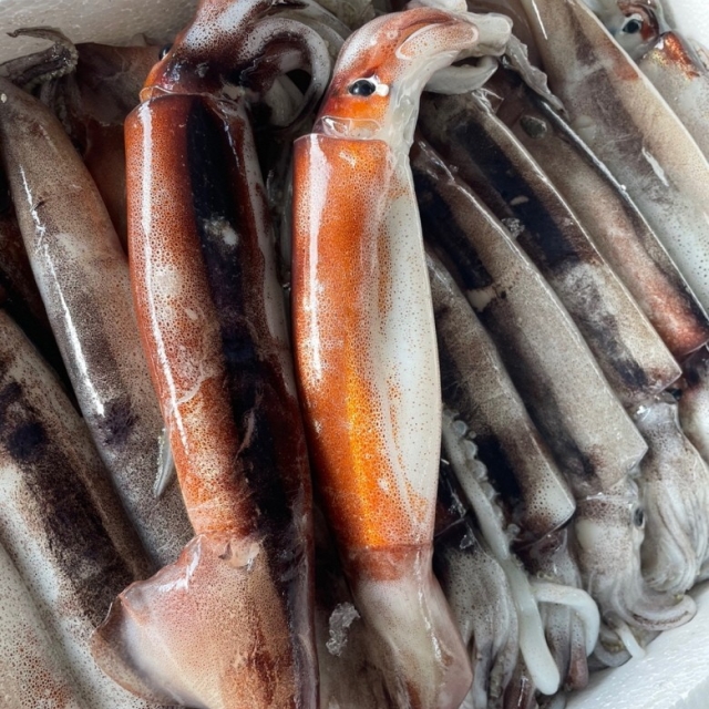 동해안 생물 그물 활오징어 1kg (10미 내외)