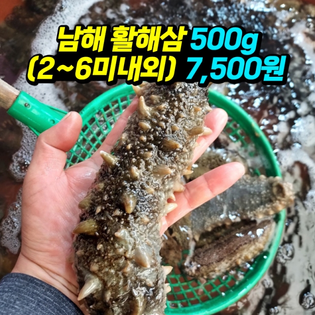 바다의산삼 해삼 500g(2-6미 내외)